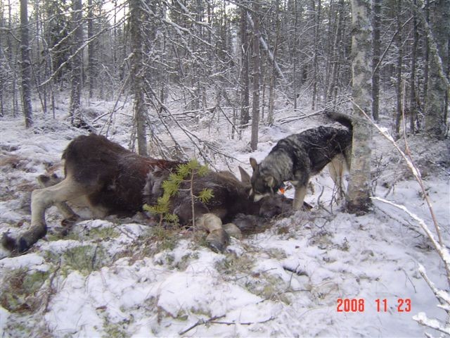 Sista älgen som sköts hösten 2008?(23/11,kl13:00),en fin tjurkalv skjuten efter fint hundarbete av Jämthunden Tuva