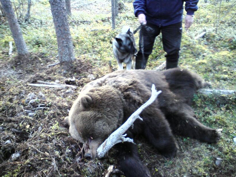 Beskrivning: Rolf Gustafsson, Vallsjärv, fick efter två timmars ståndarbete skjuta en björn för sin gråhund Kavat S36356/2006 i september 2009.