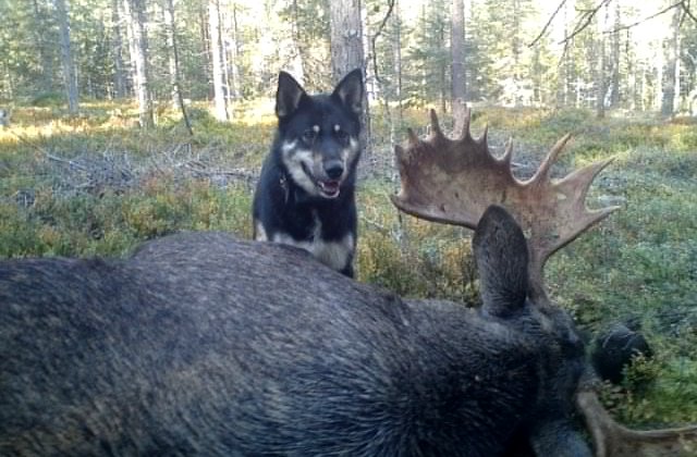 Päkkilä Backens Igor Blandade bilder på Älgar från Igor's första jakt säsong. Ägare Yvonne Ramstad Kainulasjärvi.