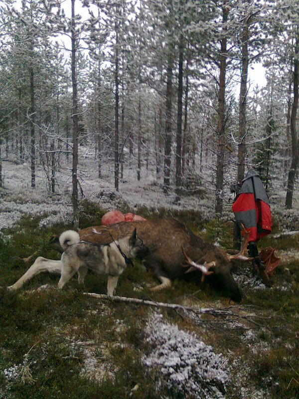Hej. Här kommer en bild på Rana och en fin älgtjur skjuten på pass av Alf Andersson Toppberget Lomträsk älgskötsel område. P-H Åström