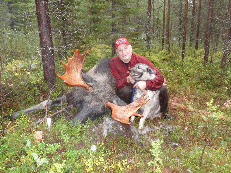 Sven-Erik Mörk med Gråhunden Nisse 10 år och en 13 taggare slaktvikt 195 kg, skjuten söder om Hirvijärvi.