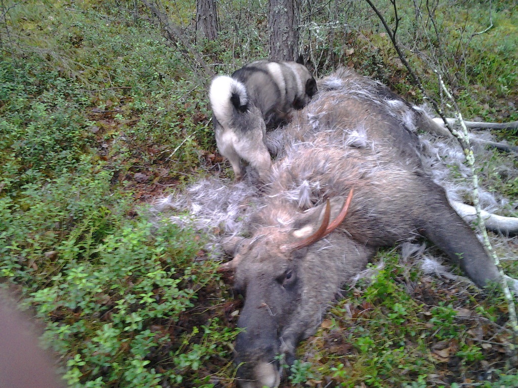 Älgar fällda för Tväråskogarnas Rambo under hösten 2012. Ägare Anna Silverplats