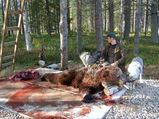 Nissas Laukko och Jaga med en av höstens björnar. Ägare Benny Sköld