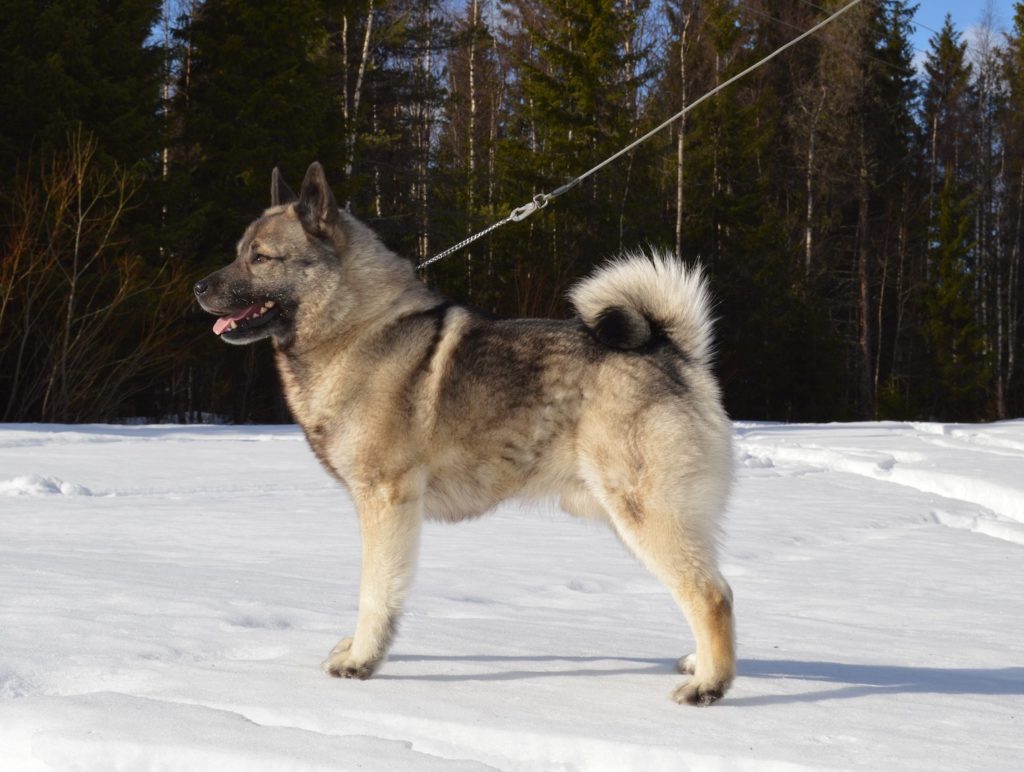 SE UCH SE J(LÖ)CH S-H JUTSA´S EDDI SE14637/2015