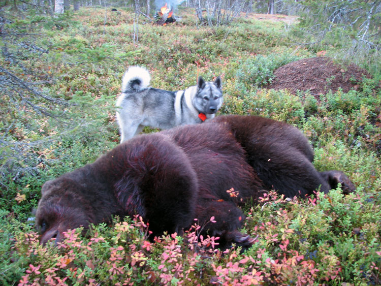 Kvarnvikens Rippe efter en lyckad björnjakt 2006