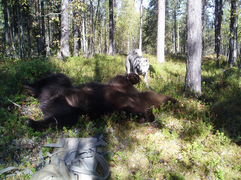 En björn som fälldes i Jokkmokk undan den åtta månader gamla jämthundstiken S14980/2006 Kaxa. Skytt var ägaren Peter Johansson.