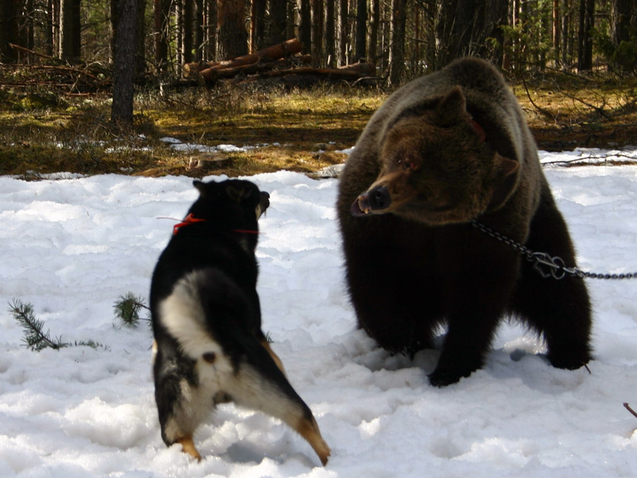 Östlaikan SJCH Vindelfjällens Jålek på björnprov i Ryssland